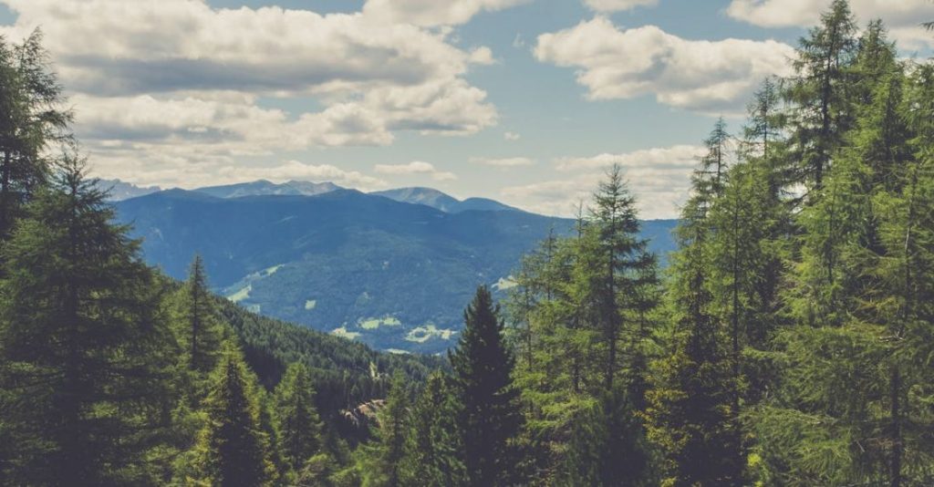 Fairs - Green Pine Trees Under Blue Sky and White Clouds