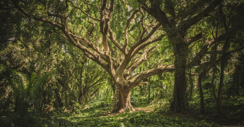 Forests - Green Leafed Tree