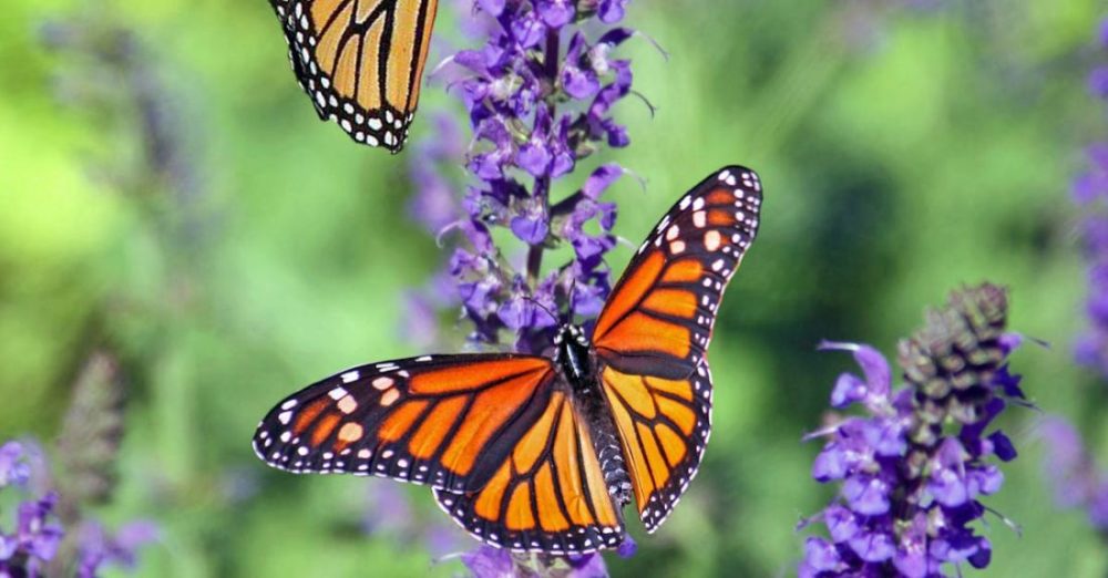 Butterflies - Macro Photography of Butterflies Perched on Lavender Flower