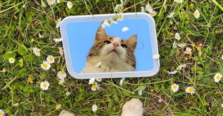 Pet-Friendly - Cat Lying Down over Mirror on Meadow