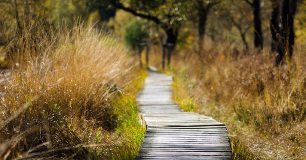 Nature Walk - Wooden Bridge in Shallow Photo