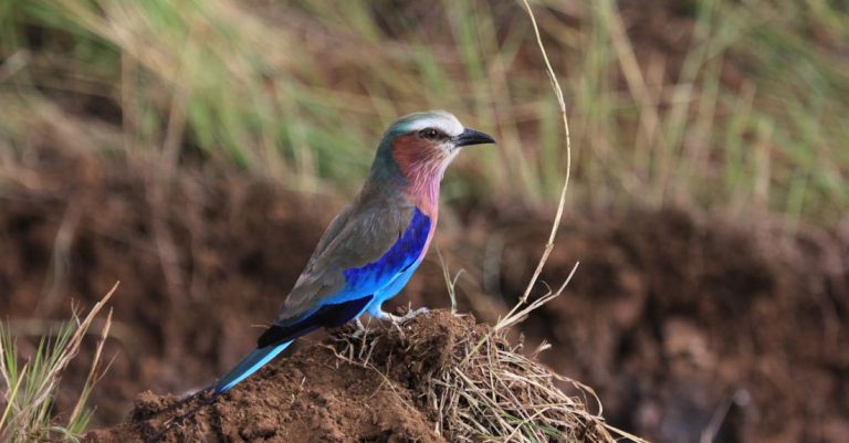 Bird Species - Side view of small blue bellied roller sitting on ground among green grass